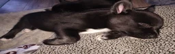 Mixed Breed dogs for sale: Mixed Breed 3 - Ad 3