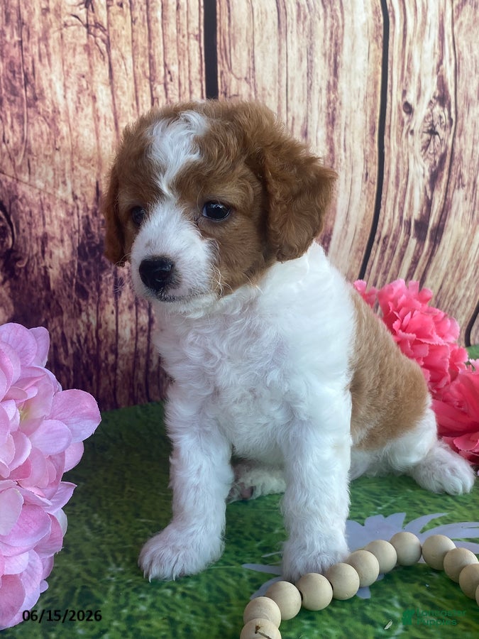 Cavapoo dogs Cupcake - Ad 2