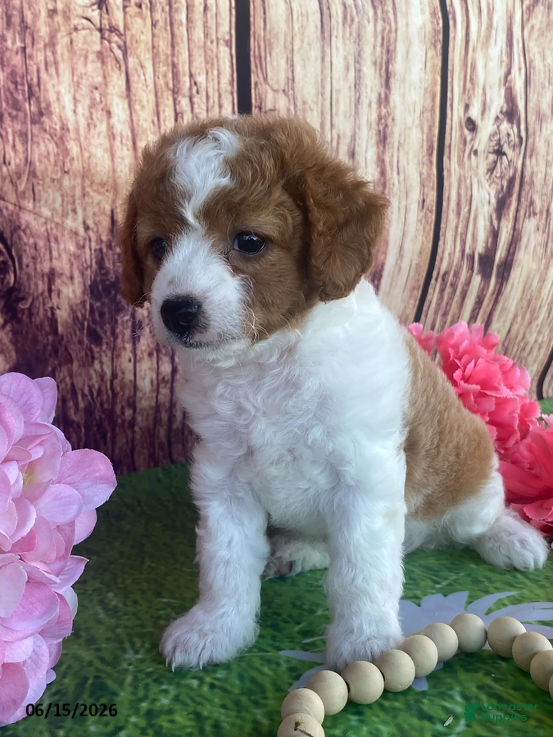 Cavapoo dogs for sale: Cupcake - Ad 2
