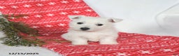 West Highland Terrier dogs for sale: Skipper - Ad 4