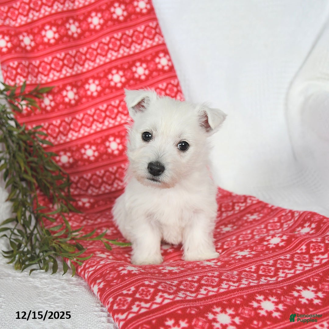 West Highland Terrier dogs for sale: Skipper - Ad 4