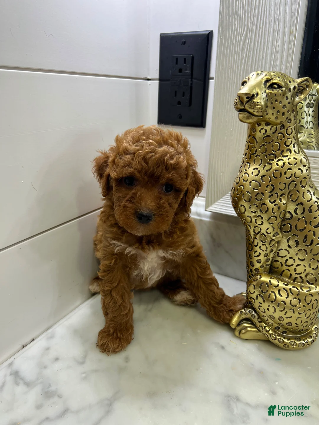 Toy Poodle dogs for sale: Ginger 🍂❤️ - Ad 6