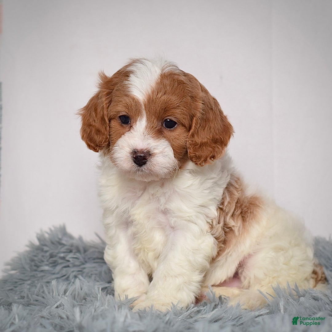 Cavapoo dogs for sale: Mr. Lenny - Ad 2