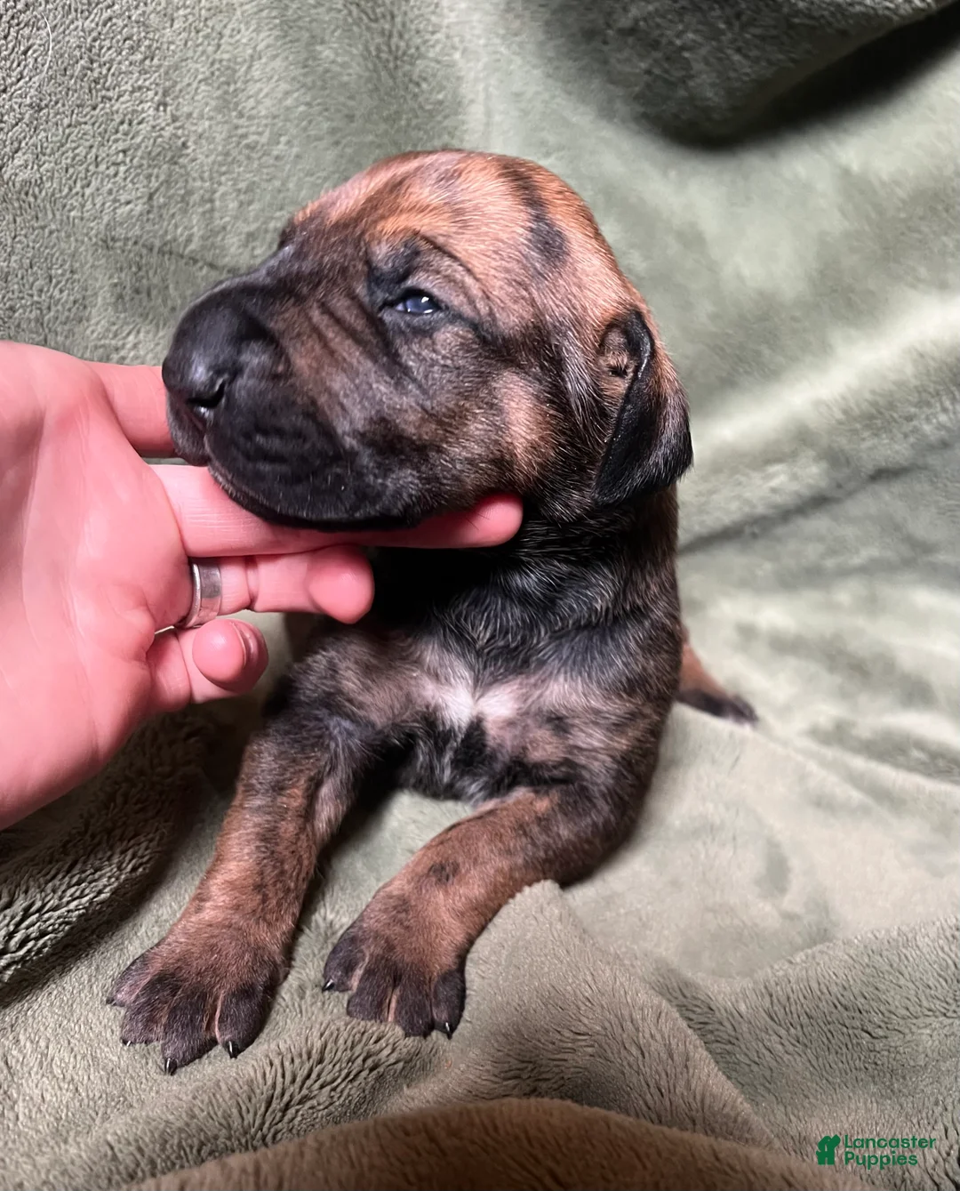 Great Dane dogs for sale: Peep - Ad 4