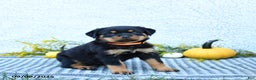 Rottweiler dogs for sale: Fizzy - Ad 3