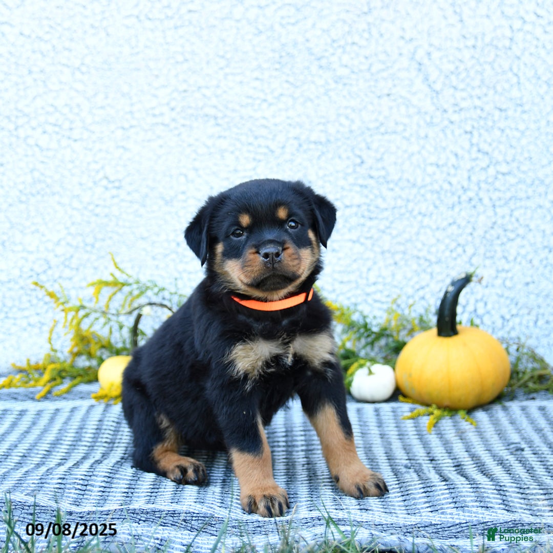 Rottweiler dogs for sale: Fizzy - Ad 3