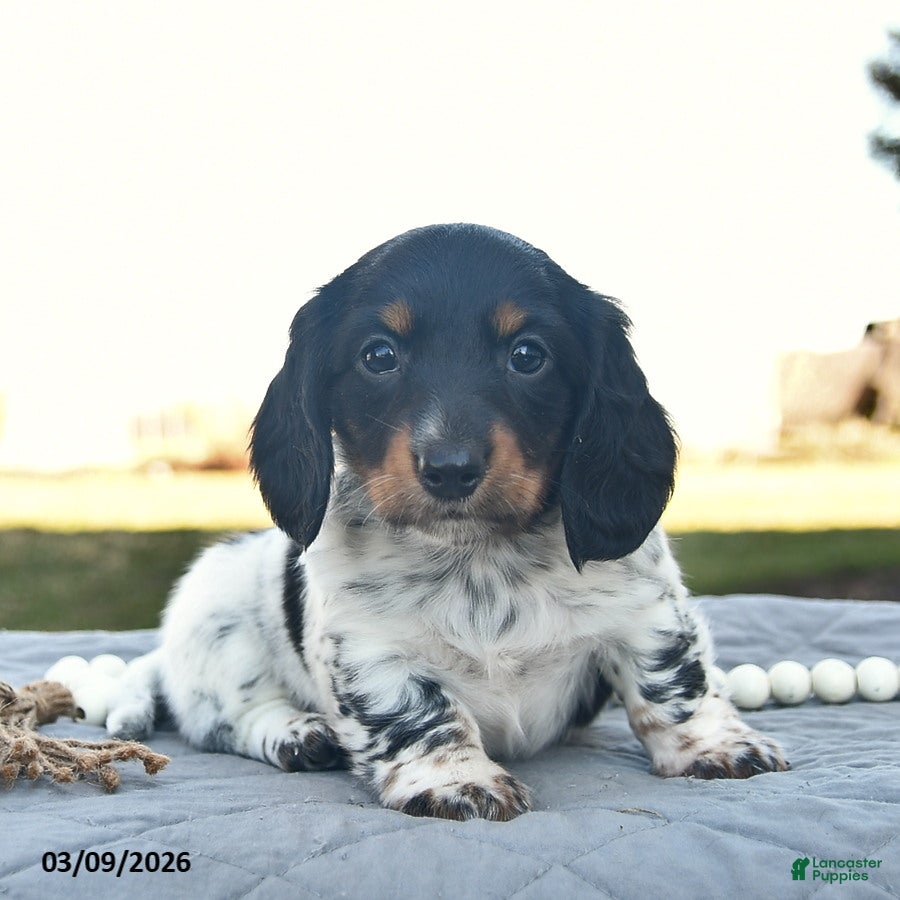 Miniature Dachshund dogs Pogo  - Ad 1