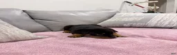 Rottweiler dogs for sale: Rottweiler Puppy 3 - Ad 6
