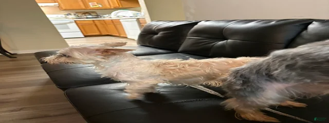 Rosie 