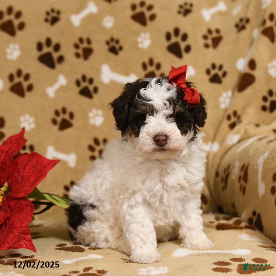 Toy Poodle dogs for sale: Buttons - Ad 1