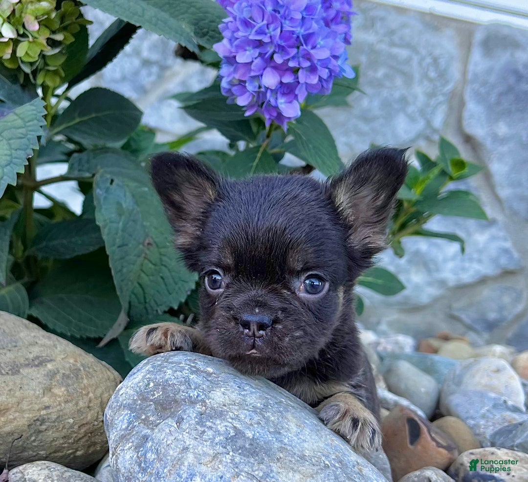 French Bulldog dogs for sale: Hank - Ad 4