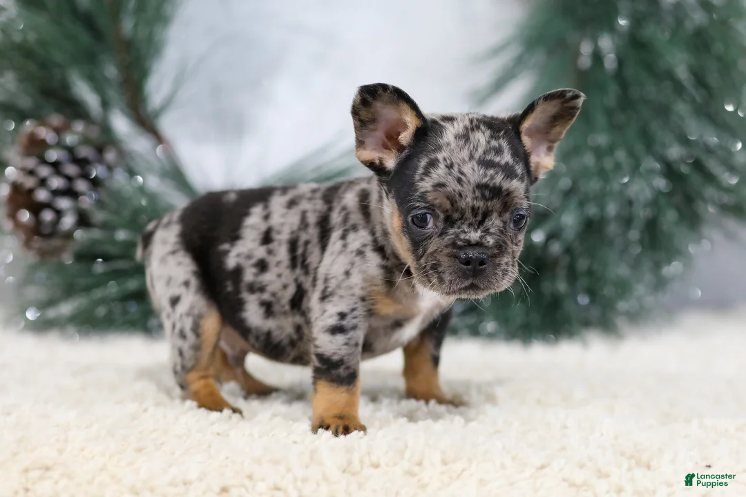 French Bulldog dogs for sale: Felix - Ad 3