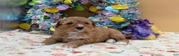 Mini Goldendoodle dogs for sale: Sandy Mini Goldendoodle Puppy  - Ad 8