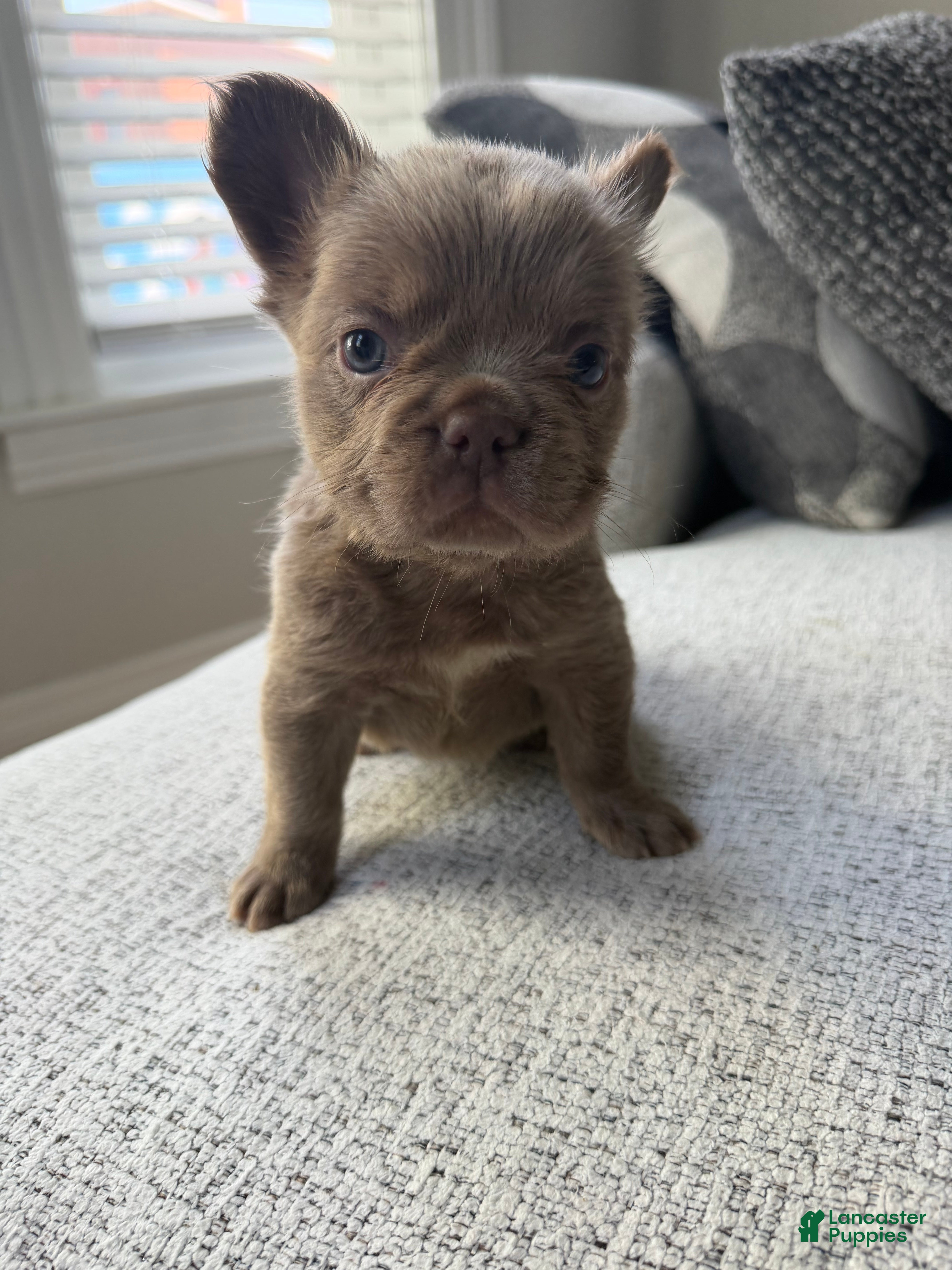 French Bulldog dogs French Bulldog 3 - Ad 4