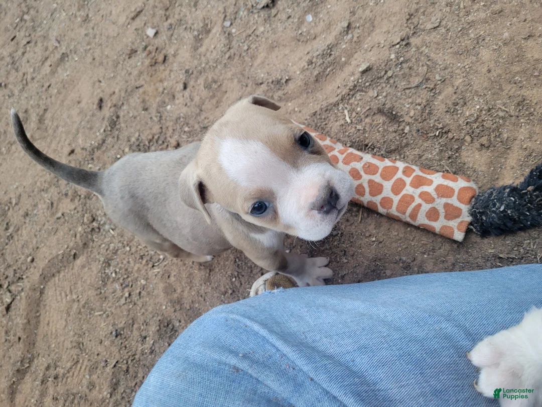 English Bulldog dogs for sale: Blue Fawn and white  - Ad 1