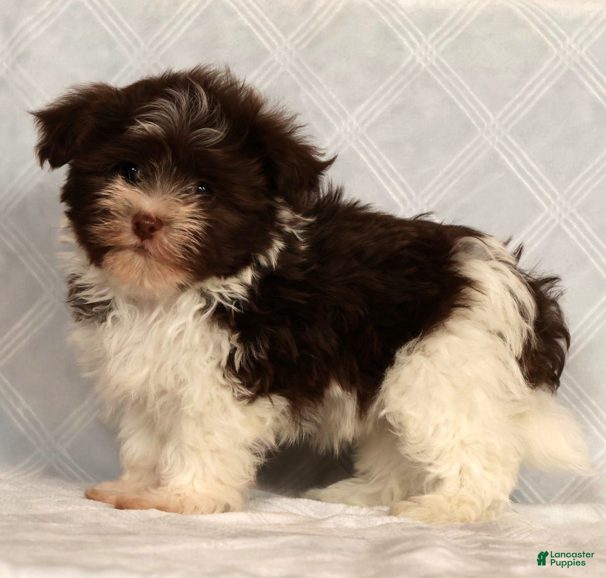 Havanese dogs for sale: Max - Ad 5