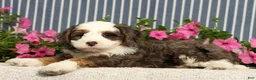 Mini Bernedoodle dogs for sale: Jarrett - Ad 7