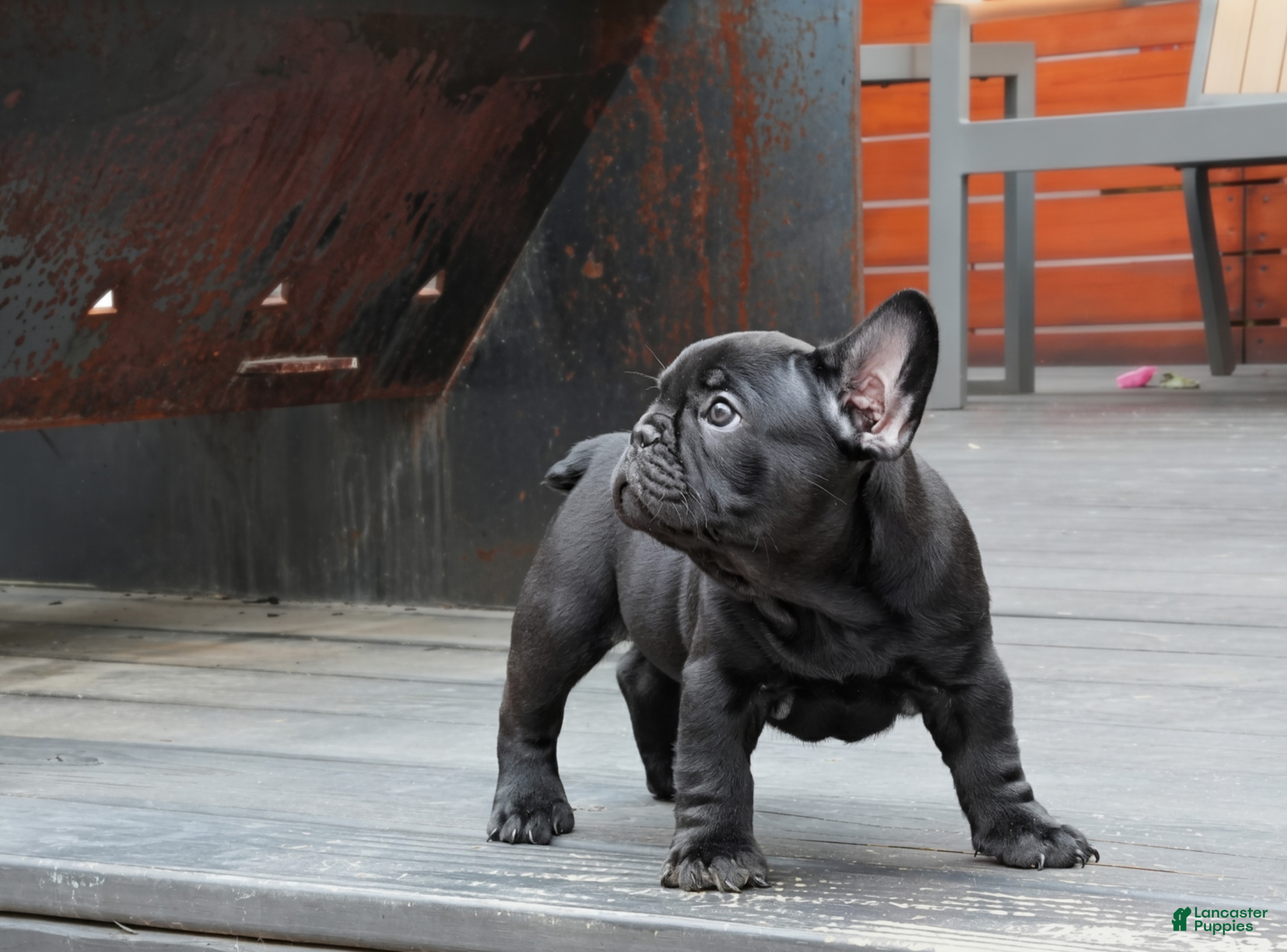French Bulldog dogs Stitch Solid Black Male (No brindle) - Ad 1