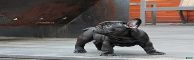 Stitch Solid Black Male (No brindle)