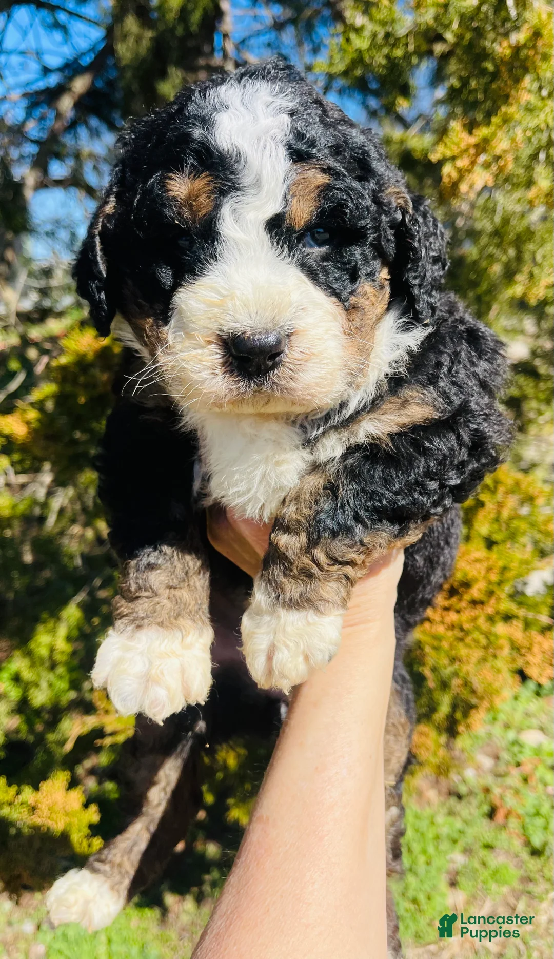 Bernedoodle dogs for sale: Bernedoodle “Daffodil” - Ad 1