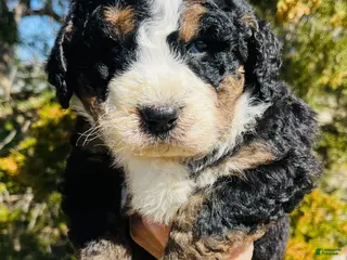 Bernedoodle dogs Bernedoodle “Daffodil” - Ad 3