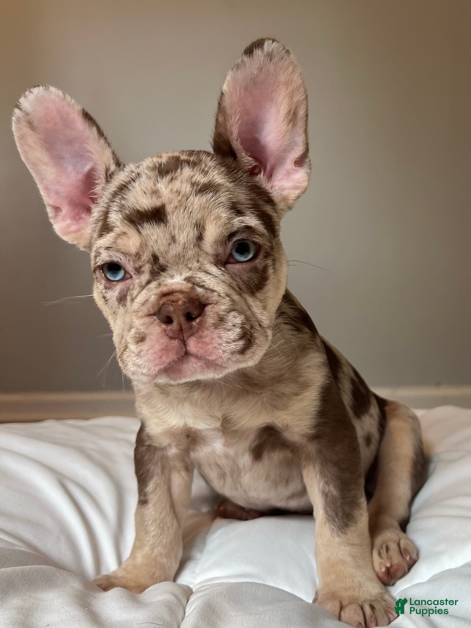 French Bulldog dogs Reese’s  - Ad 16