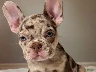 French Bulldog dogs Reese’s - Ad 16