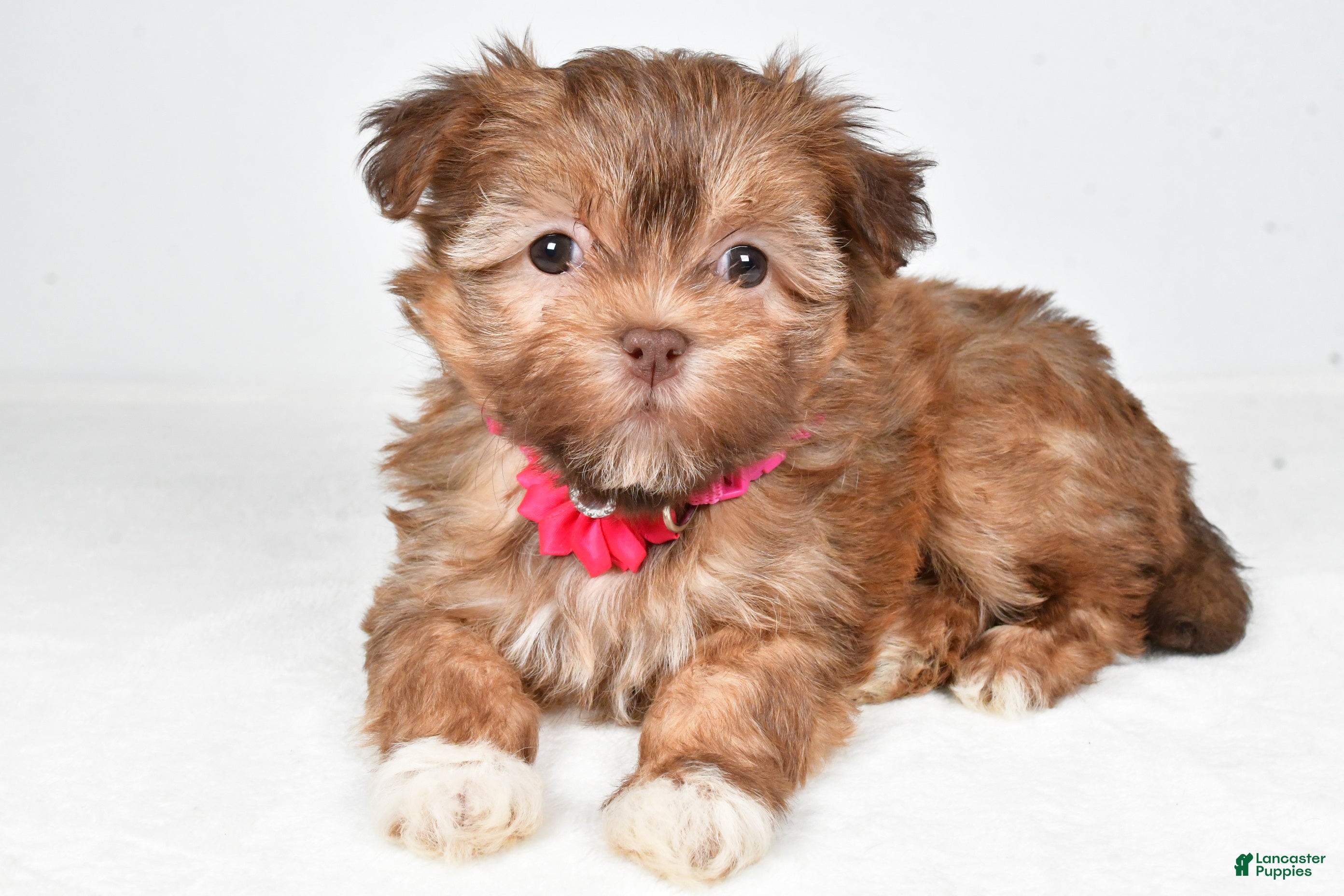 Havanese dogs Hailey - Ad 1