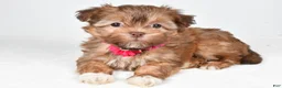 Havanese dogs for sale: Hailey - Ad 1