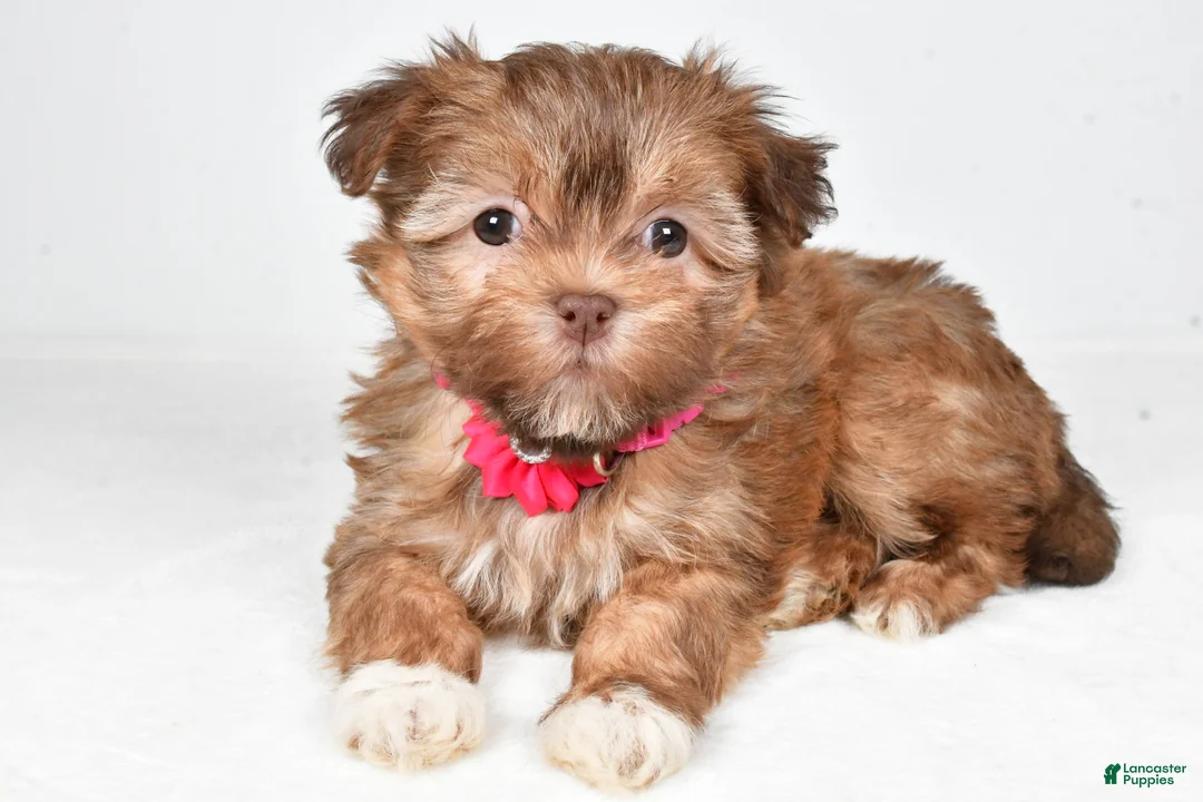 Havanese dogs for sale: Hailey - Ad 1