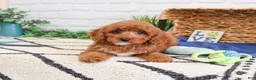 Cavapoo dogs for sale: Valentino  - Ad 2