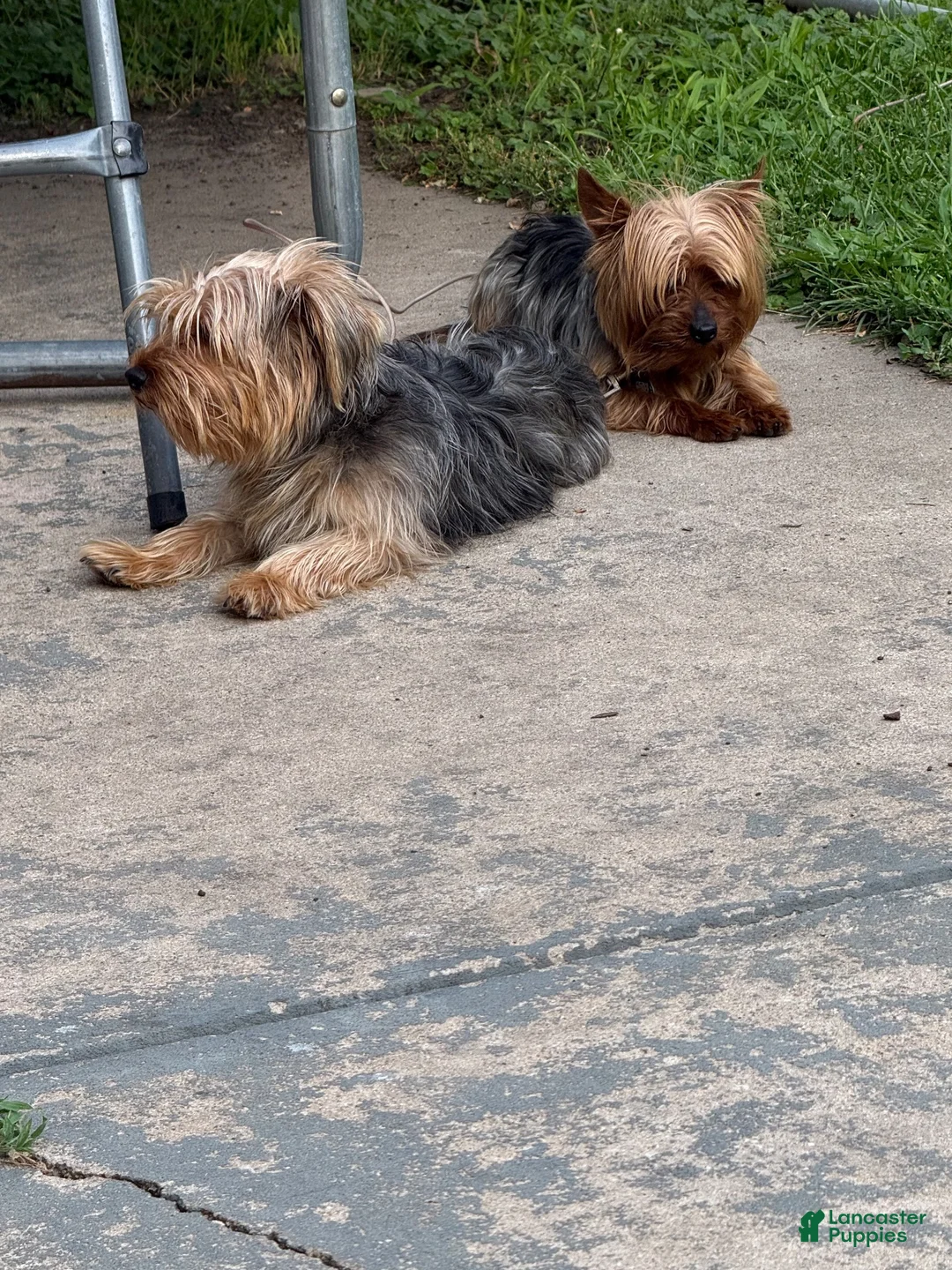 Yorkshire Terrier dogs for sale: Yorkshire Terrier 1 - Ad 2