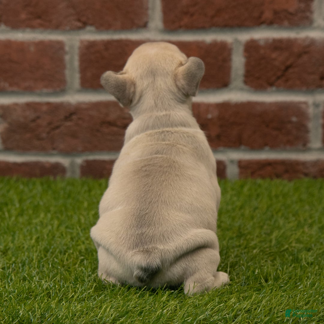 French Bulldog dogs for sale: Maggie - Ad 6