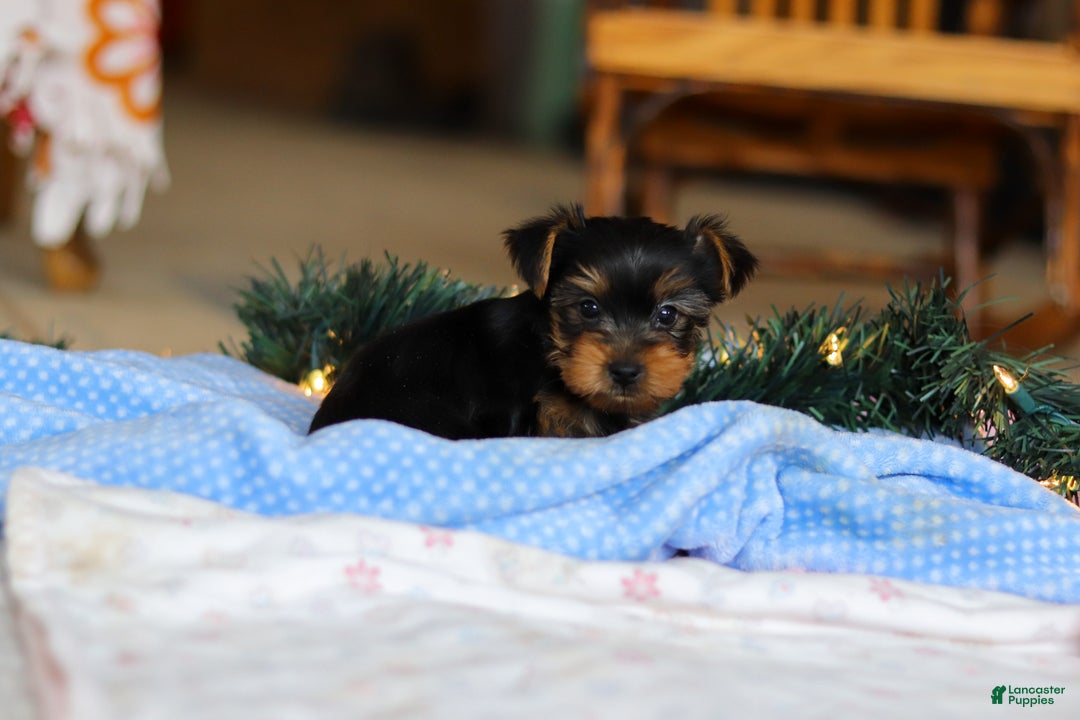 Yorkshire Terrier dogs for sale: Maverick - Ad 5