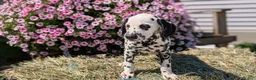 Dalmatian dogs for sale: Layla - Ad 5