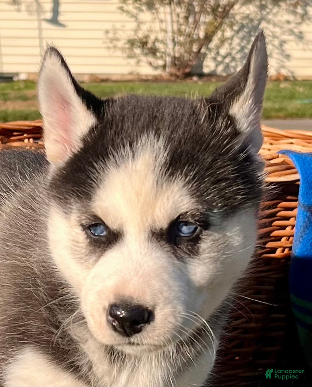 Siberian Husky dogs for sale: Luna🎄❤️ Gorgeous blue eyes call 717-925-6681 - Ad 2