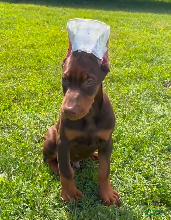 Doberman Pinscher dogs Red Male - Ad 32