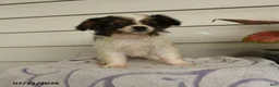 Papillon dogs for sale: Ripple - Ad 1