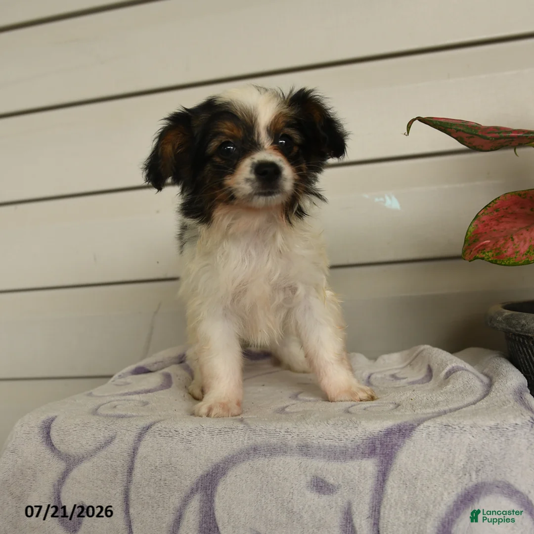Papillon dogs for sale: Ripple - Ad 1