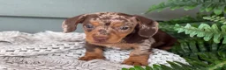 Miniature Dachshund dogs for sale: 1800 - Ad 4