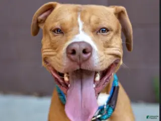 Mixed Breed dogs Mixed Breed Puppy 1 - Ad 16