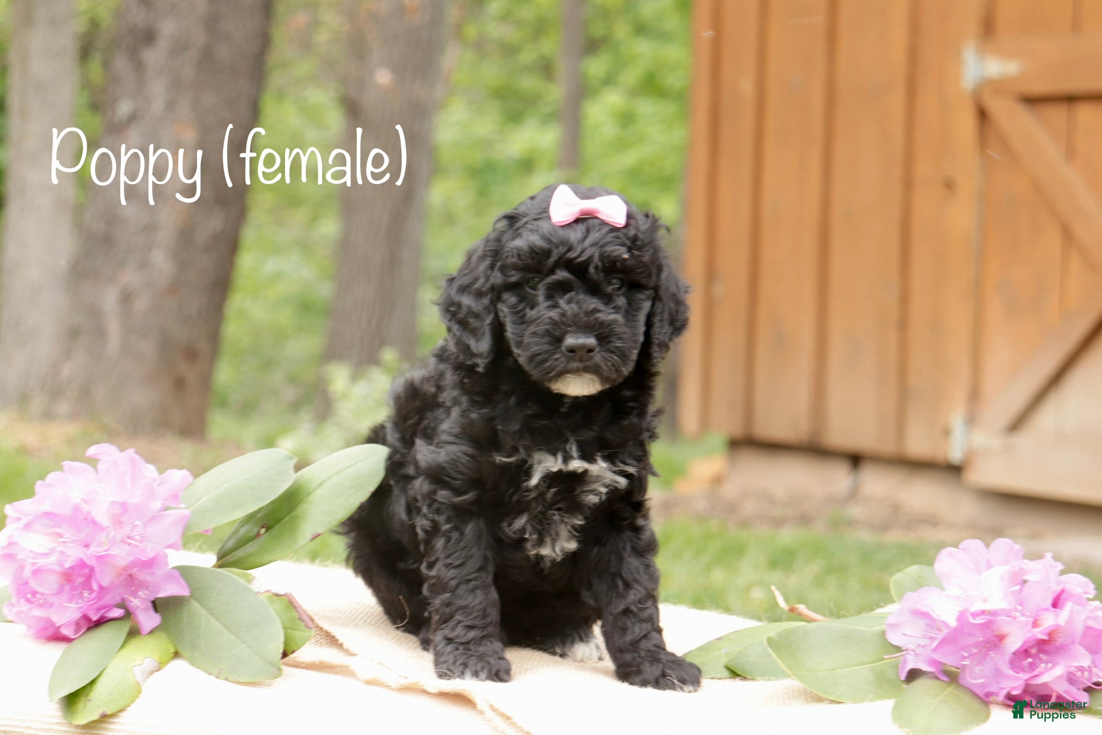 Mini Goldendoodle dogs for sale: Poppy - Ad 2