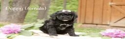 Mini Goldendoodle dogs for sale: Poppy - Ad 1