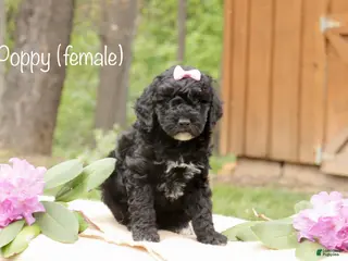 Mini Goldendoodle dogs for sale: Poppy - Ad 2