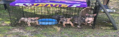 American Bully 2