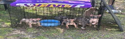 American Bully dogs for sale: American Bully 2 - Ad 1