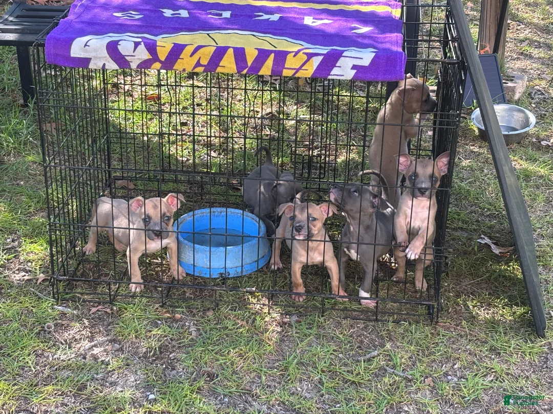 American Bully dogs for sale: American Bully 2 - Ad 1