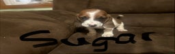 Basset Hound dogs for sale: Sugar - Ad 4