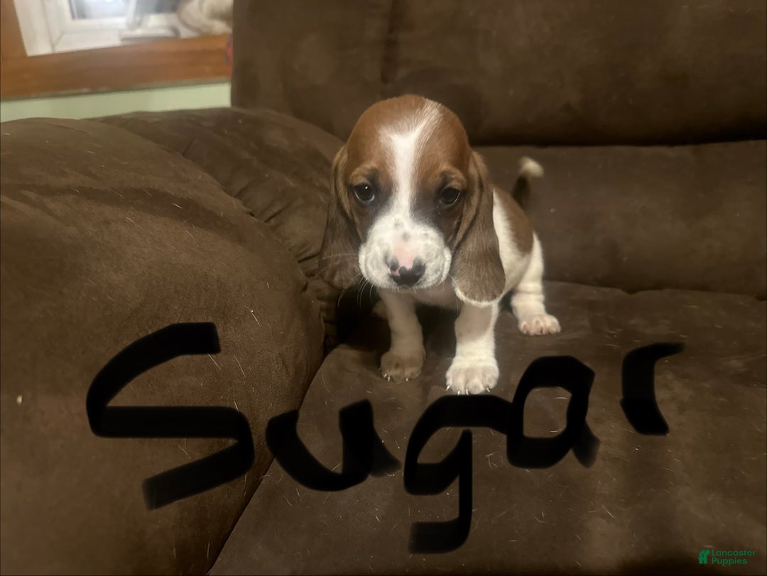 Basset Hound dogs for sale: Sugar - Ad 4