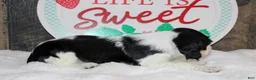 English Springer Spaniel dogs for sale: Homer - Ad 3